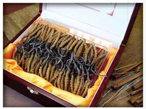 绵竹冬虫夏草回收